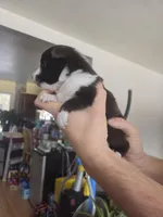 Storm, a male Shetland Sheepdog for sale in Bellaire, MI – Photo 2 of 4