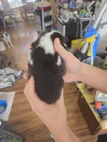 Storm, a male Shetland Sheepdog for sale in Bellaire, MI – Photo 3 of 4