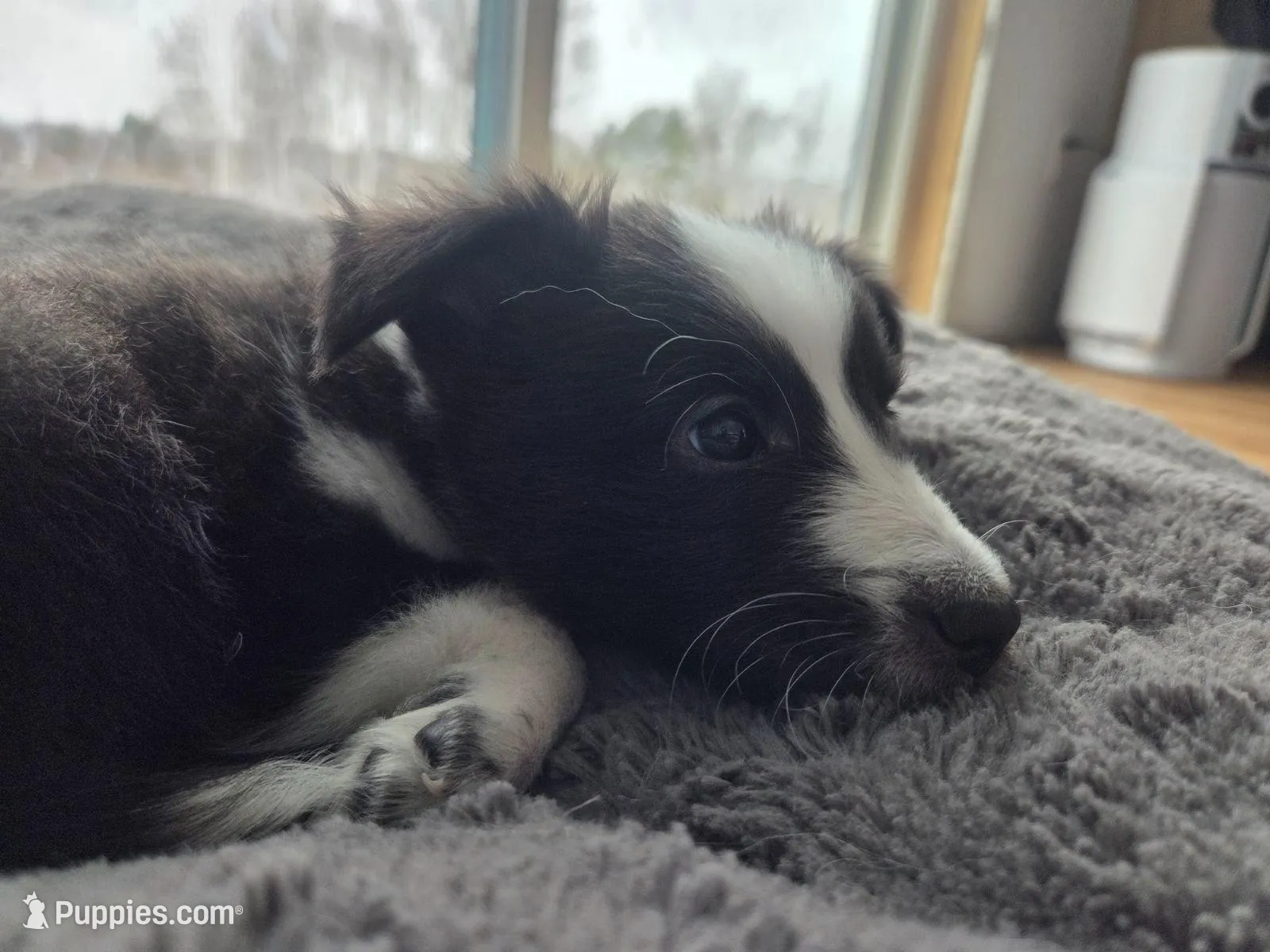AKC Registerable - Storm – Shetland Sheepdog puppy for sale in Bellaire, MI