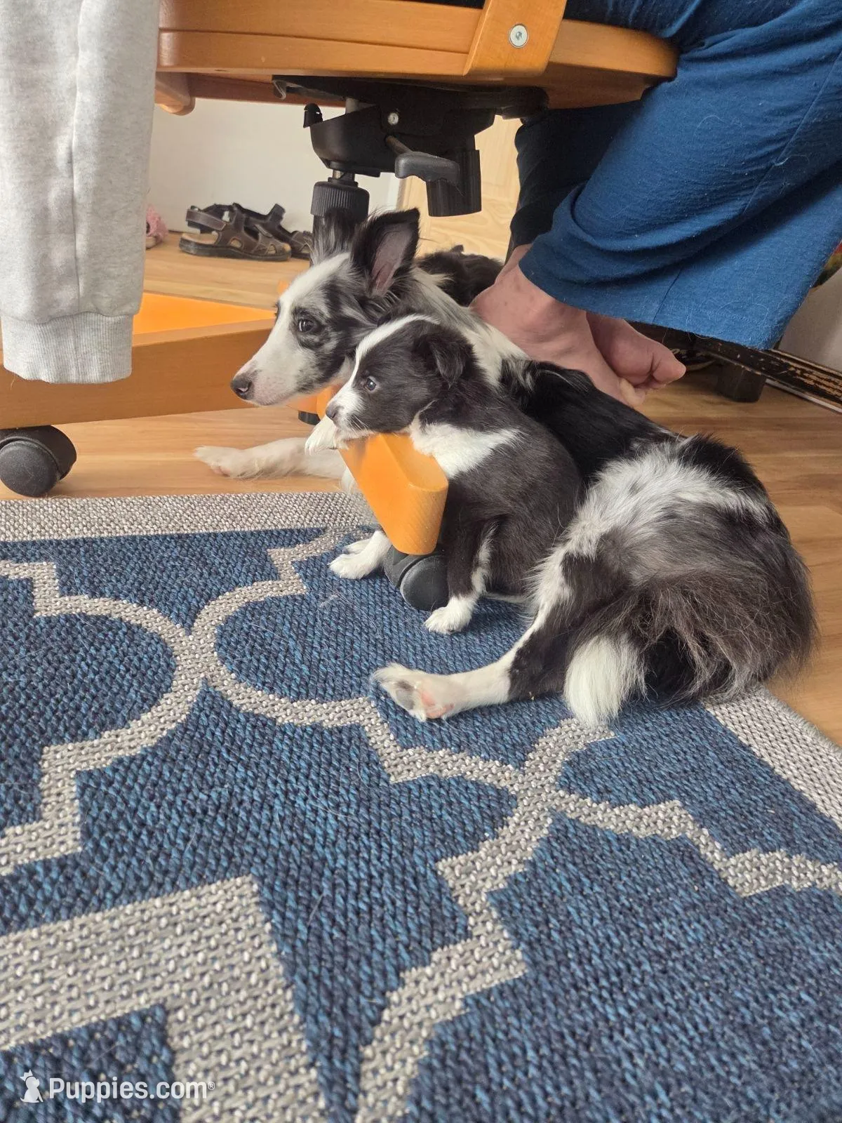 AKC Registerable - Storm, a male Shetland Sheepdog for sale in Bellaire, MI – Photo 2 of 8