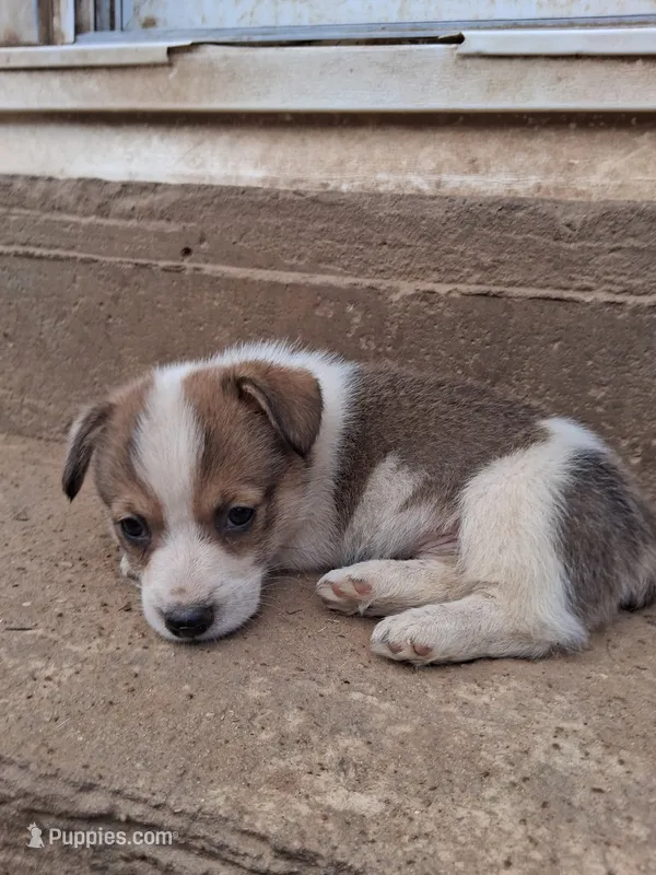 Charlie – Pembroke Welsh Corgi puppy for sale in Batesville, AR