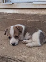 Charlie, a male Pembroke Welsh Corgi for sale in Batesville, AR – 1 of 3