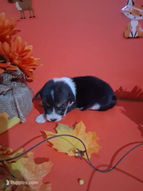 Molly – Pembroke Welsh Corgi puppy for sale in Batesville, AR