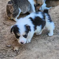 Sirius , a male Pembroke Welsh Corgi for sale in Batesville, AR – 4 of 6
