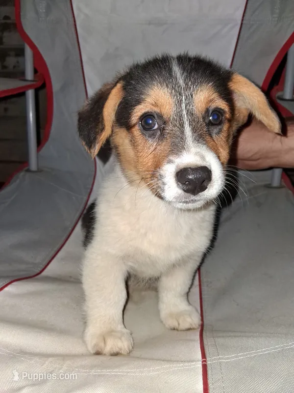 Tonks – Pembroke Welsh Corgi puppy for sale in Batesville, AR