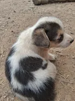 Sirius , a male Pembroke Welsh Corgi for sale in Batesville, AR – 5 of 6