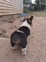Bear, a male Pembroke Welsh Corgi for sale in Batesville, AR – 5 of 7
