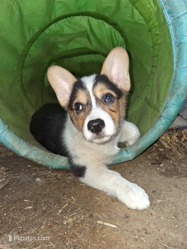 Moose – Pembroke Welsh Corgi puppy for sale in Batesville, AR