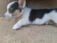 Harry, a male Pembroke Welsh Corgi for sale in Batesville, AR – 4 of 4