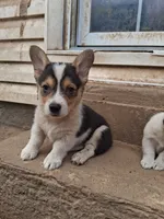 Moose, a male Pembroke Welsh Corgi for sale in Batesville, AR – 5 of 5