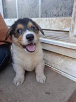 Bear, a male Pembroke Welsh Corgi for sale in Batesville, AR – 7 of 7