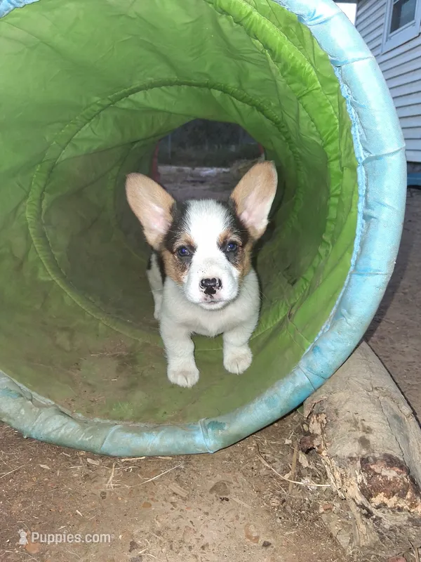 Harry – Pembroke Welsh Corgi puppy for sale in Batesville, AR