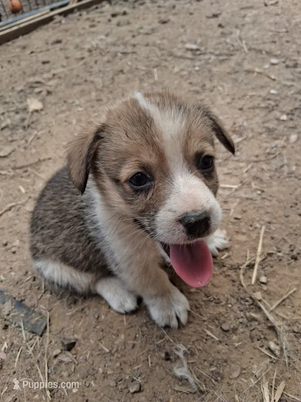 Fluffy – Pembroke Welsh Corgi puppy for sale in Batesville, AR