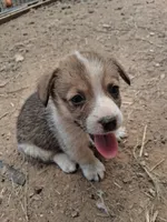 Fluffy, a male Pembroke Welsh Corgi for sale in Batesville, AR – 1 of 3