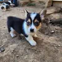Moose, a male Pembroke Welsh Corgi for sale in Batesville, AR – 3 of 5