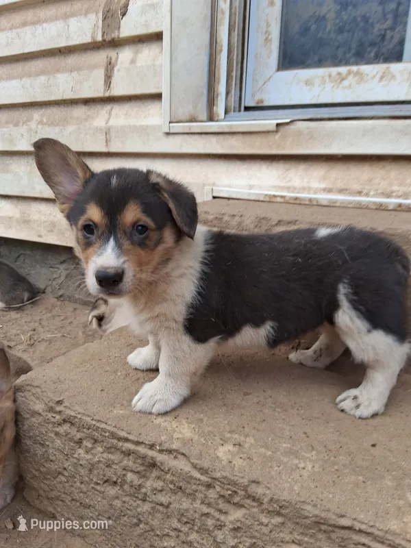 Bear – Pembroke Welsh Corgi puppy for sale in Batesville, AR