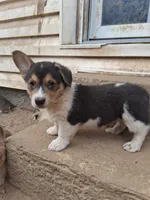 Bear, a male Pembroke Welsh Corgi for sale in Batesville, AR – 1 of 7