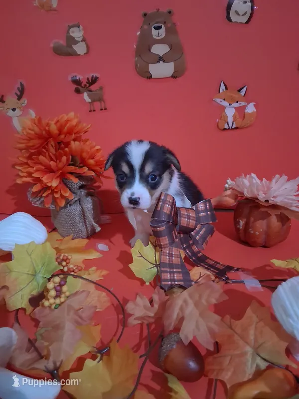 Moose – Pembroke Welsh Corgi puppy for sale in Batesville, AR
