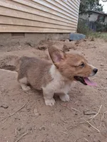 Remus, a male Pembroke Welsh Corgi for sale in Batesville, AR – 4 of 4