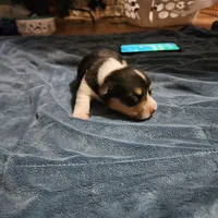 Molly, a female Pembroke Welsh Corgi for sale in Batesville, AR – 2 of 2