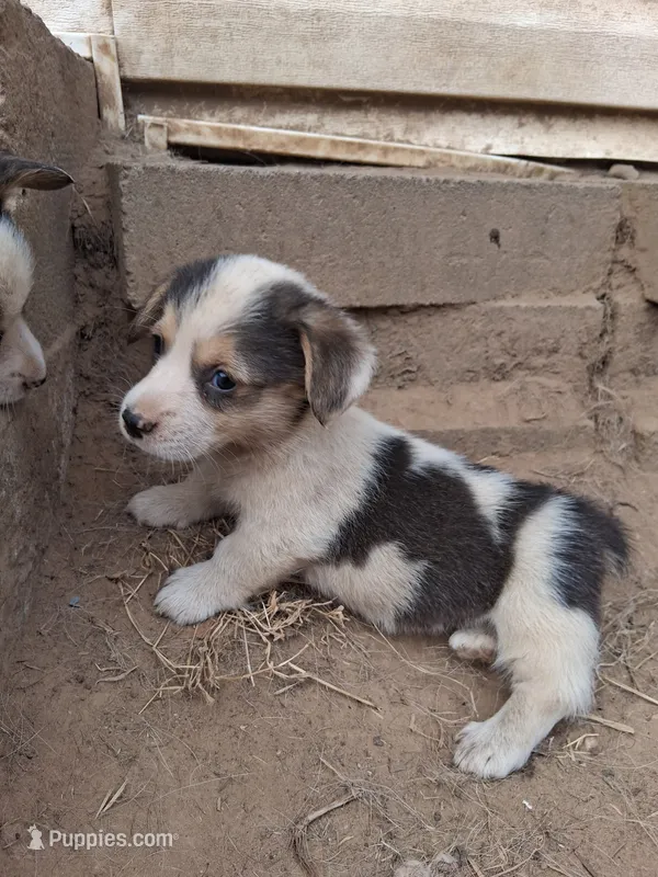 Sirius  – Pembroke Welsh Corgi puppy for sale in Batesville, AR