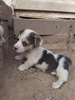 Sirius , a male Pembroke Welsh Corgi for sale in Batesville, AR – 1 of 6
