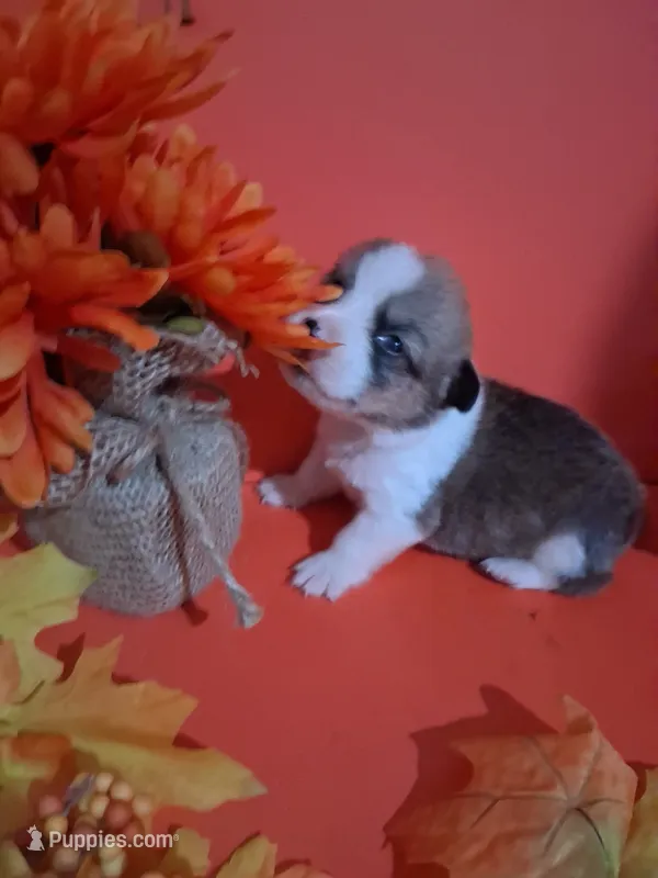 Fluffy – Pembroke Welsh Corgi puppy for sale in Batesville, AR