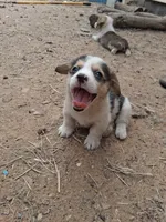 Sirius , a male Pembroke Welsh Corgi for sale in Batesville, AR – 6 of 6