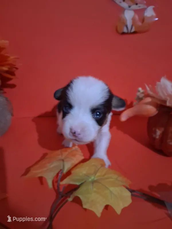 Harry – Pembroke Welsh Corgi puppy for sale in Batesville, AR