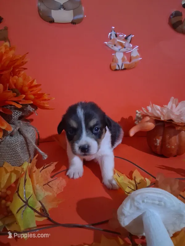 Tonks – Pembroke Welsh Corgi puppy for sale in Batesville, AR