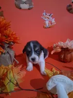 Tonks, a female Pembroke Welsh Corgi for sale in Batesville, AR – 1 of 1