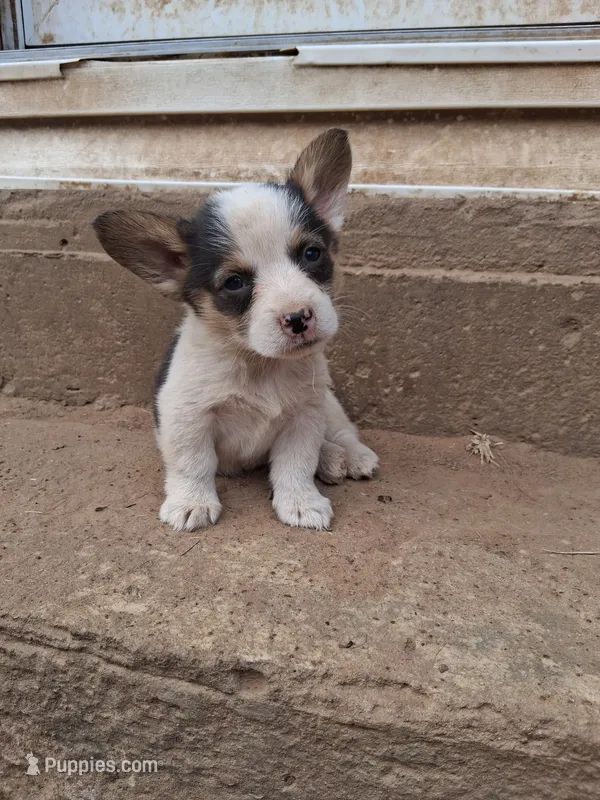 Harry – Pembroke Welsh Corgi puppy for sale in Batesville, AR