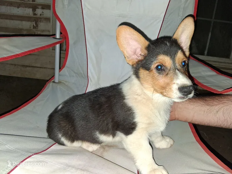Bear – Pembroke Welsh Corgi puppy for sale in Batesville, AR