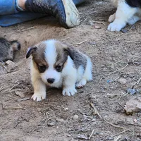 Charlie, a male Pembroke Welsh Corgi for sale in Batesville, AR – 3 of 3