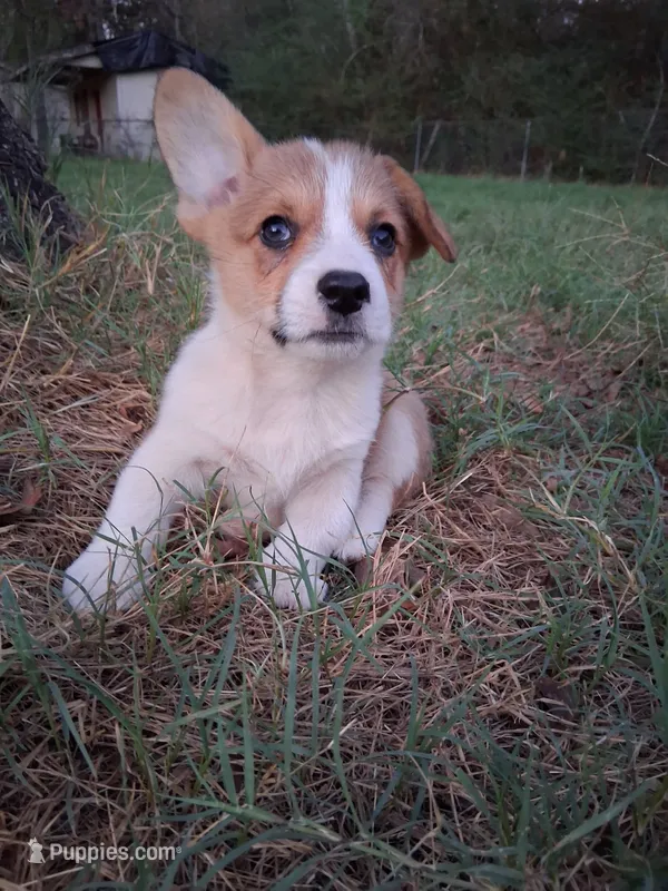 Fluffy – Pembroke Welsh Corgi puppy for sale in Batesville, AR