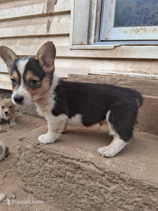 Moose – Pembroke Welsh Corgi puppy for sale in Batesville, AR