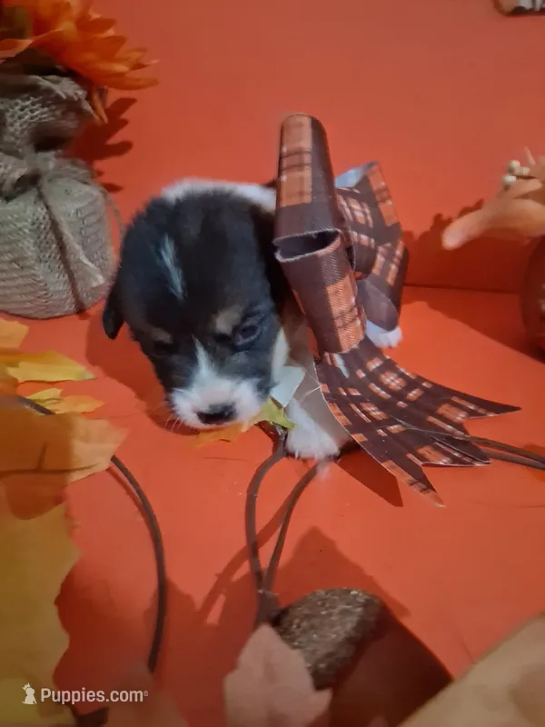 Luna – Pembroke Welsh Corgi puppy for sale in Batesville, AR