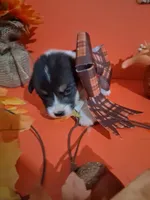 Luna, a female Pembroke Welsh Corgi for sale in Batesville, AR – 1 of 1