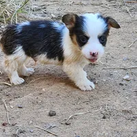 Harry, a male Pembroke Welsh Corgi for sale in Batesville, AR – 3 of 4