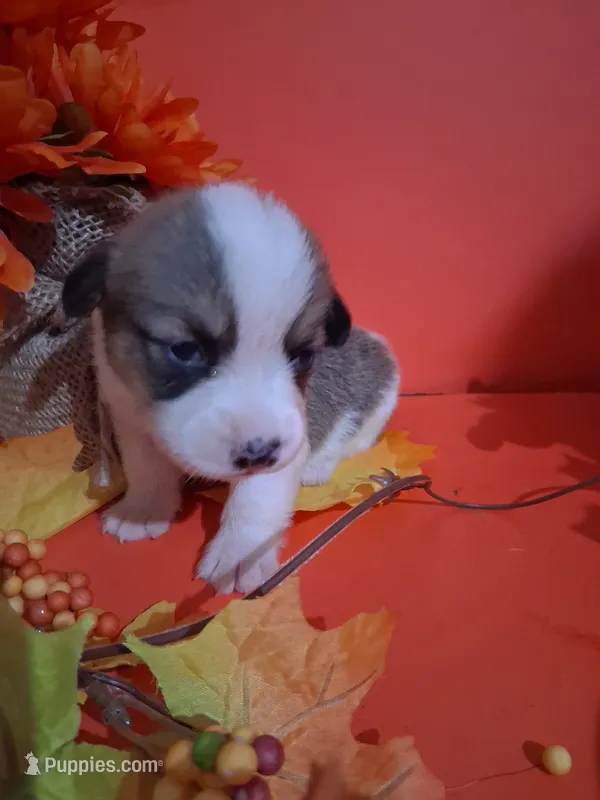 Charlie – Pembroke Welsh Corgi puppy for sale in Batesville, AR