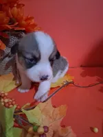 Charlie, a male Pembroke Welsh Corgi for sale in Batesville, AR – 1 of 1
