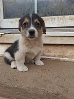Tonks, a female Pembroke Welsh Corgi for sale in Batesville, AR – 4 of 4