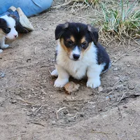 Bear, a male Pembroke Welsh Corgi for sale in Batesville, AR – 3 of 7