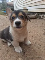 Bear, a male Pembroke Welsh Corgi for sale in Batesville, AR – 6 of 7