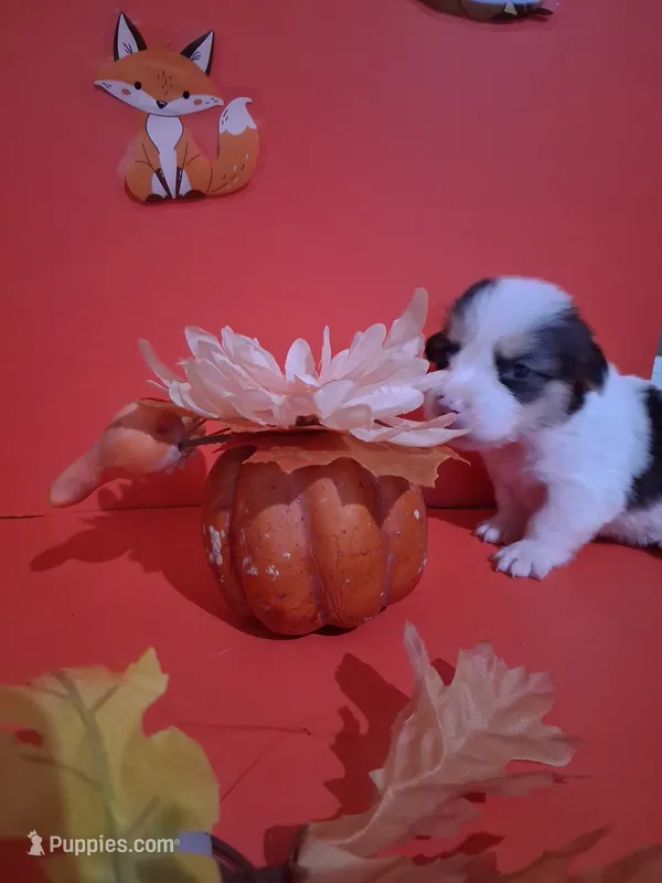 Sirius  – Pembroke Welsh Corgi puppy for sale in Batesville, AR