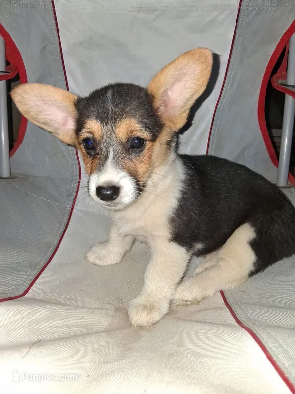 Lilly – Pembroke Welsh Corgi puppy for sale in Batesville, AR