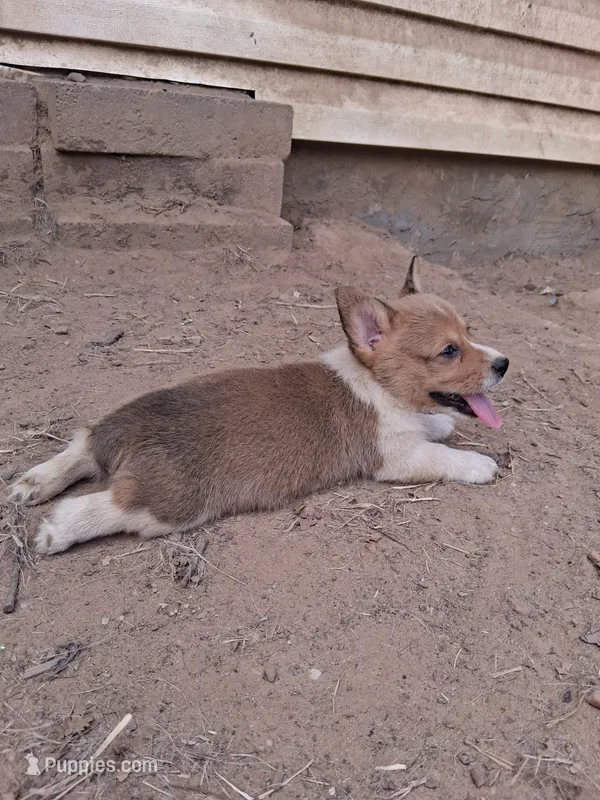 Remus – Pembroke Welsh Corgi puppy for sale in Batesville, AR