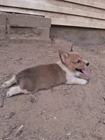 Remus, a male Pembroke Welsh Corgi for sale in Batesville, AR – 1 of 4