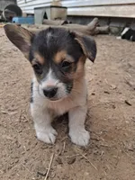 Lilly, a female Pembroke Welsh Corgi for sale in Batesville, AR – 1 of 4