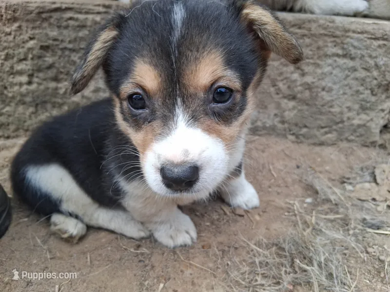 Molly – Pembroke Welsh Corgi puppy for sale in Batesville, AR